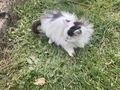 K�tzchen emma - Mischlingskatzen - Bild 3