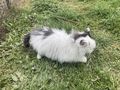 K�tzchen emma - Mischlingskatzen - Bild 4