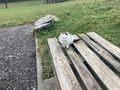 K�tzchen Eva - Mischlingskatzen - Bild 3