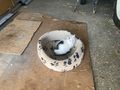 K�tzchen Katze Schmusetiger Mimi - Mischlingskatzen - Bild 2