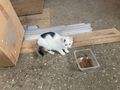 K�tzchen Katze Schmusetiger Mimi - Mischlingskatzen - Bild 3
