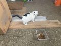 K�tzchen Katze Schmusetiger Mimi - Mischlingskatzen - Bild 1