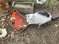 K�tzchen Katze Schmusetiger Mimi - Mischlingskatzen - Bild 4