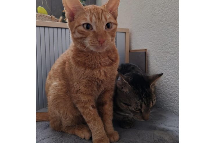 Rot Feuer weich Samt - Mischlingskatzen - Bild 1