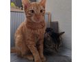 Rot Feuer weich Samt - Mischlingskatzen - Bild 1