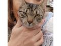 Baby Kater Kuschelpartner - Mischlingskatzen - Bild 2