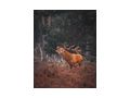 Exklusives Jagdparadies Eigenjagd Steiermark - Gewerbeimmobilie kaufen - Bild 3