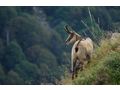 Exklusives Jagdparadies Eigenjagd Steiermark - Gewerbeimmobilie kaufen - Bild 1