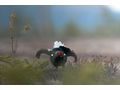 Traumhafte Gebirgsjagd Salzburg Eigenjagd - Gewerbeimmobilie kaufen - Bild 1