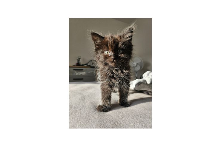 Maine Coon Ragdoll Mischling - Rassekatzen - Bild 1