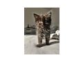 Maine Coon Ragdoll Mischling - Rassekatzen - Bild 1