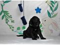 Portugiesischer Wasserhund Welpe - Rassehunde - Bild 11