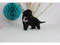 Portugiesischer Wasserhund Welpe - Rassehunde - Bild 12