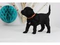 Portugiesischer Wasserhund Welpe - Rassehunde - Bild 13
