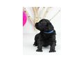 Portugiesischer Wasserhund Welpe - Rassehunde - Bild 14