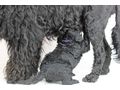 Portugiesischer Wasserhund Welpe - Rassehunde - Bild 15