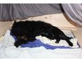 Portugiesischer Wasserhund Welpe - Rassehunde - Bild 16