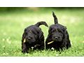 Portugiesischer Wasserhund Welpe - Rassehunde - Bild 17
