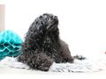 Portugiesischer Wasserhund Welpe - Rassehunde - Bild 4