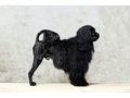Portugiesischer Wasserhund Welpe - Rassehunde - Bild 5
