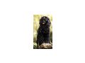 Portugiesischer Wasserhund Welpe - Rassehunde - Bild 6
