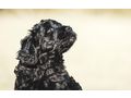 Portugiesischer Wasserhund Welpe - Rassehunde - Bild 7