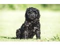 Portugiesischer Wasserhund Welpe - Rassehunde - Bild 8
