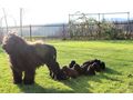 Portugiesischer Wasserhund Welpe - Rassehunde - Bild 9