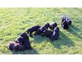 Portugiesischer Wasserhund Welpe - Rassehunde - Bild 10