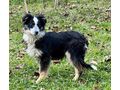 Borsa SIE gl�cklich - Mischlingshunde - Bild 2