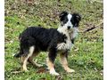 Borsa SIE gl�cklich - Mischlingshunde - Bild 4