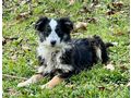 Borsa SIE gl�cklich - Mischlingshunde - Bild 3