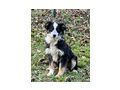 Borsa SIE gl�cklich - Mischlingshunde - Bild 5