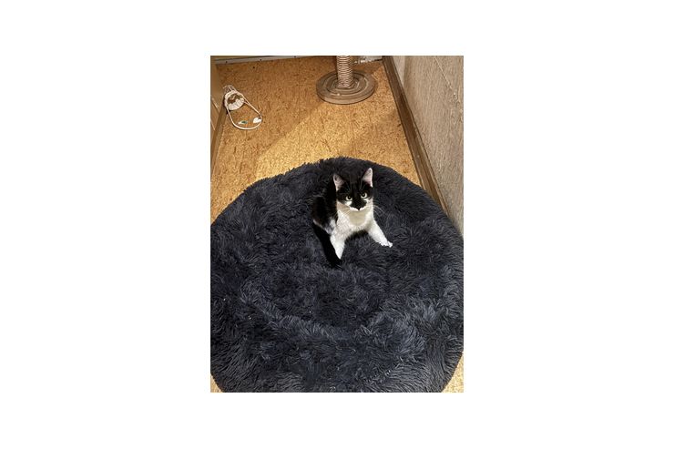 Katzen vergeben - Mischlingskatzen - Bild 1