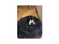 Katzen vergeben - Mischlingskatzen - Bild 1