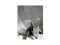 Katzen vergeben - Mischlingskatzen - Bild 11