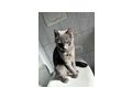 Katzen vergeben - Mischlingskatzen - Bild 12