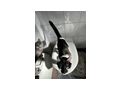 Katzen vergeben - Mischlingskatzen - Bild 13