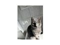 Katzen vergeben - Mischlingskatzen - Bild 16