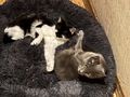 Katzen vergeben - Mischlingskatzen - Bild 2