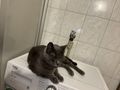 Katzen vergeben - Mischlingskatzen - Bild 4