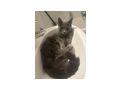 Katzen vergeben - Mischlingskatzen - Bild 7