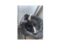 Katzen vergeben - Mischlingskatzen - Bild 8