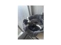 Katzen vergeben - Mischlingskatzen - Bild 9