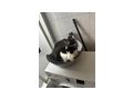 Katzen vergeben - Mischlingskatzen - Bild 10