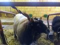 Zackelschafe m�nnlich - Schafe - Bild 2