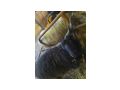 Zackelschafe m�nnlich - Schafe - Bild 3
