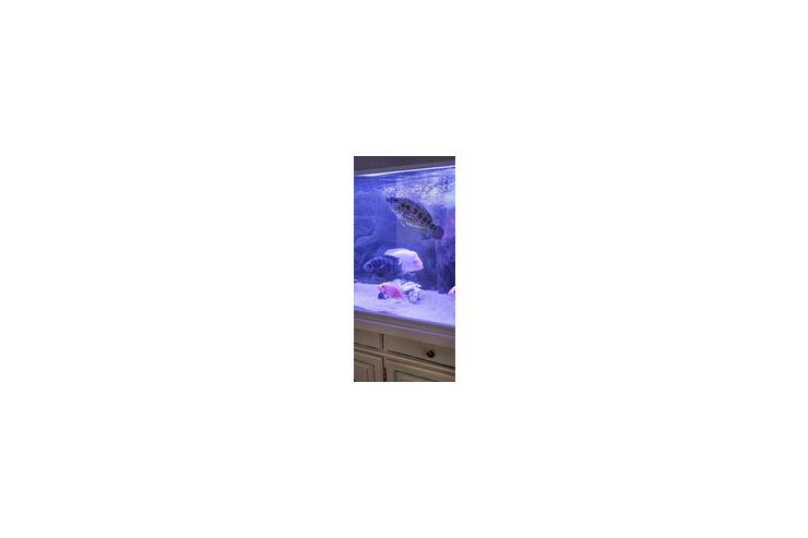 Aquarien - Fische - Bild 1