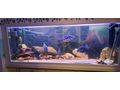 Aquarien - Fische - Bild 11