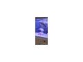 Aquarien - Fische - Bild 1